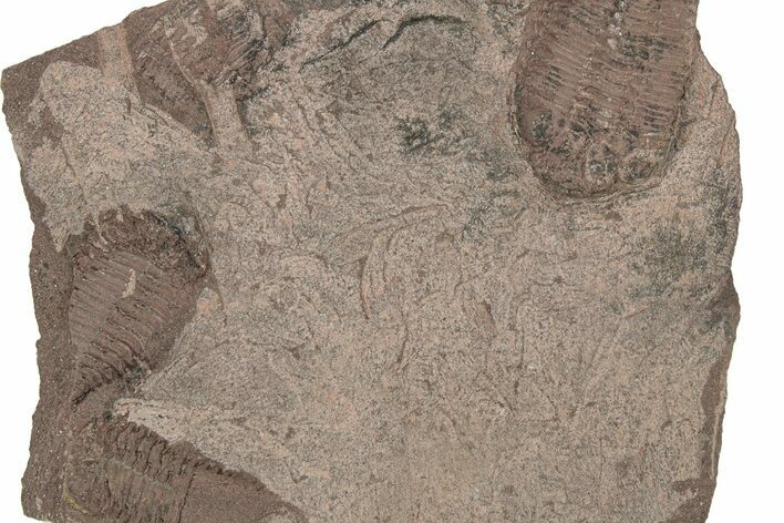 Ordovician Trilobite Plate - Tafraoute, Morocco #267352